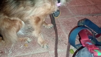 Villanova straightens & puts weight on front right leg quite a lot. Curious if she knows my wish VID_20240930_211508146