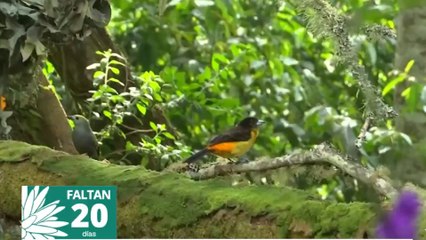 Este es el paraíso en el que habitan 290 especies de aves en Cali y que espera a la COP16
