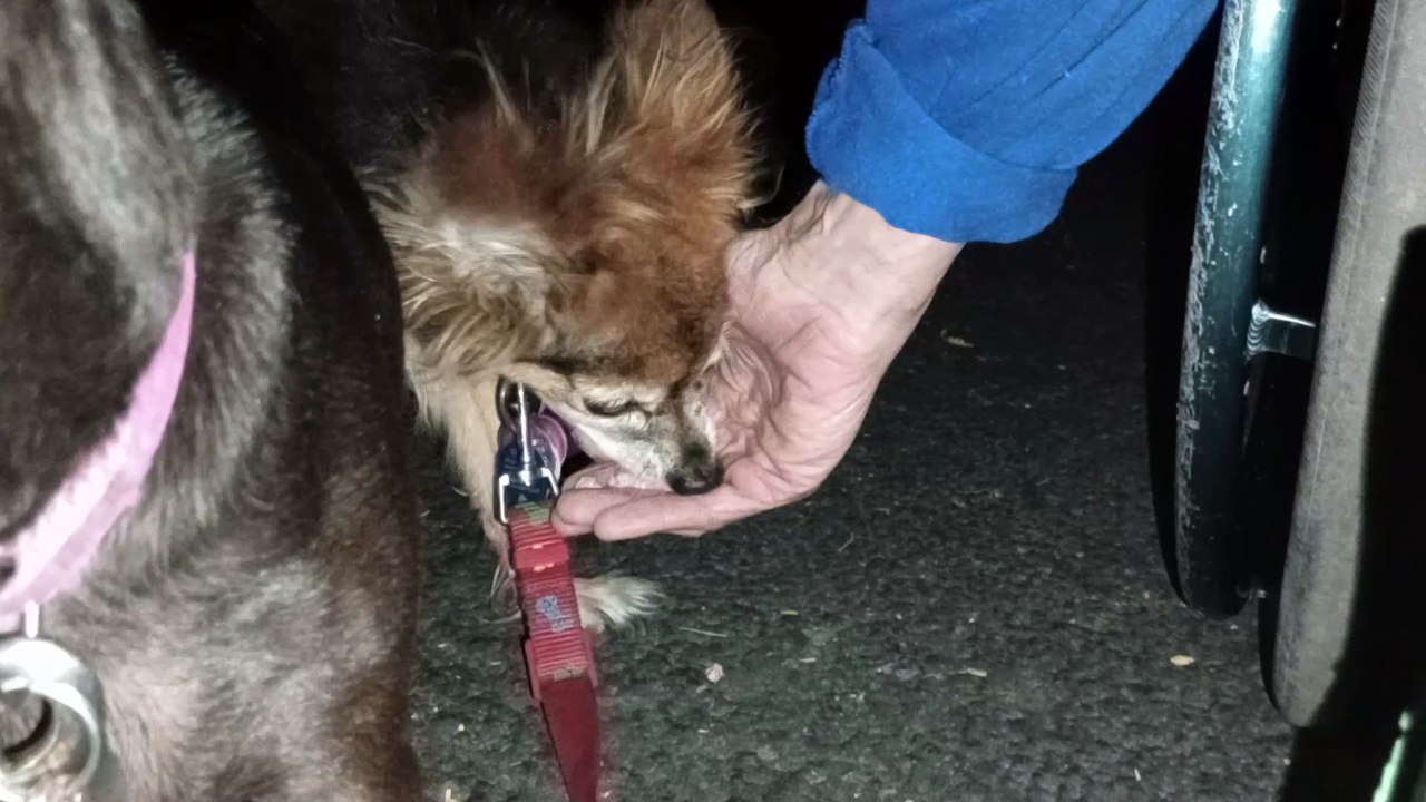 Ozzyta Villanova Paco; Villanova has ups & downs, today she did wonderfully, straightens leg some VID_20240930_204838266