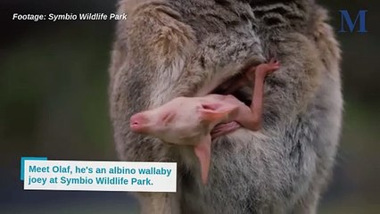 Olaf the albino red-necked wallaby | October 2, 2024 | Illawarra Mercury