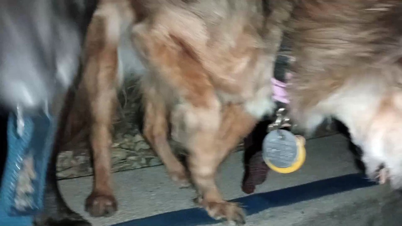 Ozzyta Villanova Paco; Villanova had a pretty good day and straightened out her front right arm VID_20240928_204119752