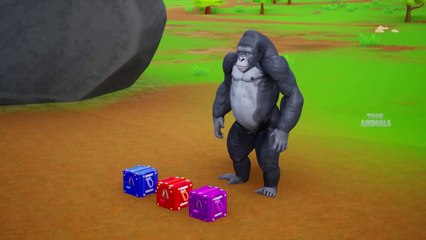 Three Colorful Gorillas Open a Magical Surprise Box--What s Inside?--Animal Funny Videos--Super Bike