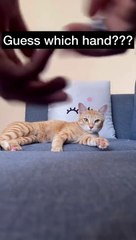 Guessing game with Dora  #cat #dora #funny #catlover #catvideos #cats #catshorts #catsofinstagram