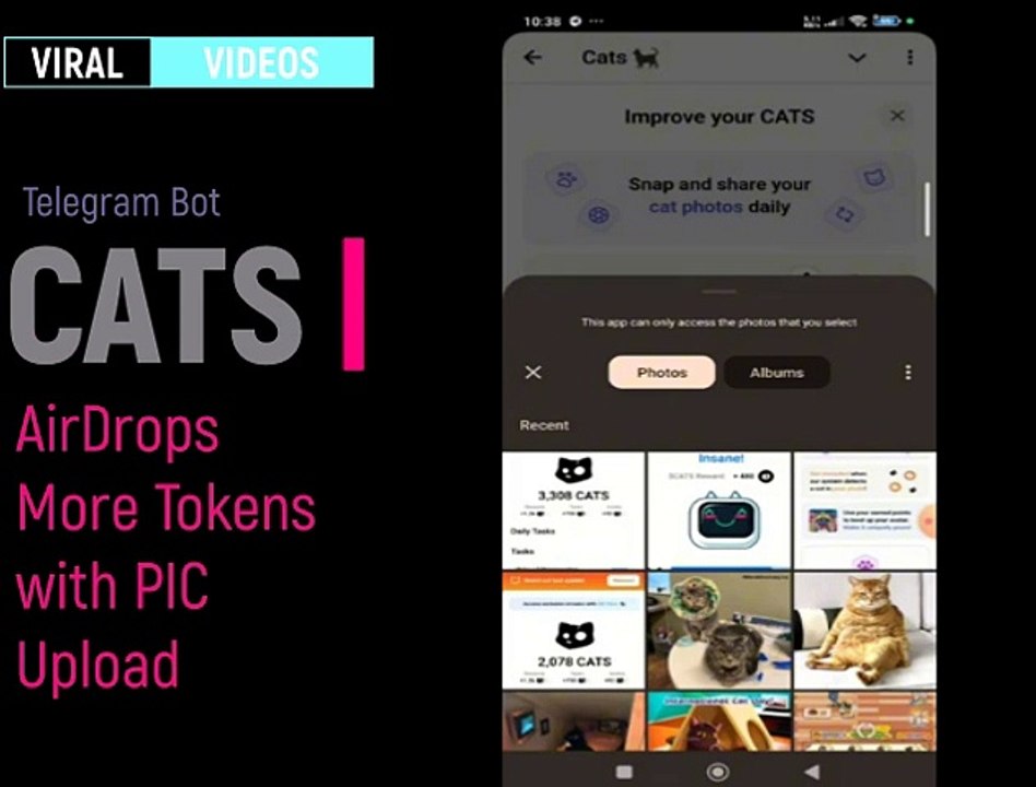 Upload Cat Pictures for More CATS Tokens | CATS AIRDROP