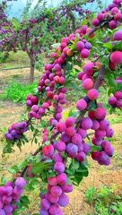 Much fruits on the trees,,,,