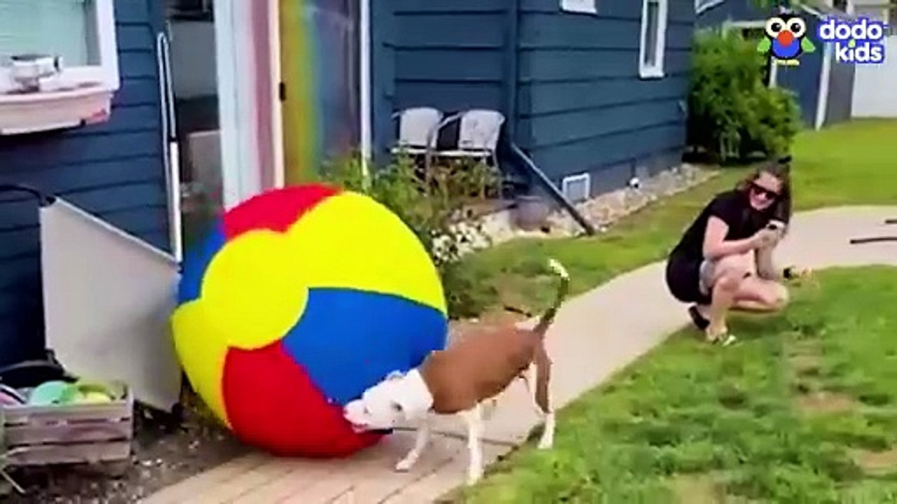 Wait! Where’s My BALL_!