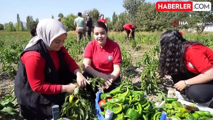 Meslek Lisesi Öğrencileri Sebze Üreterek Ekonomiye Katkı Sağlıyor