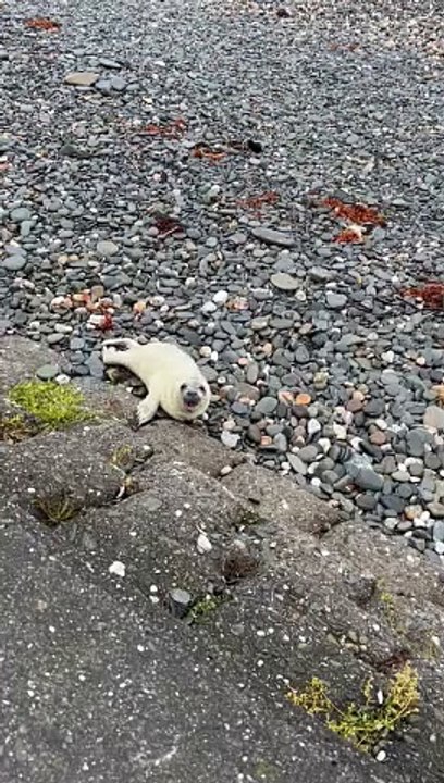 Seal pup on Laxey beach