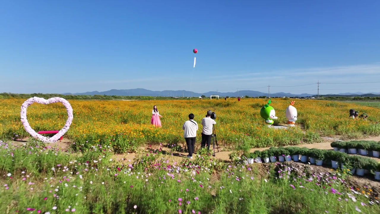 농경 문화와 가을 정취 즐겨요...김제 지평선 축제 / YTN