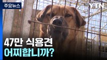 3년 내 '개 식용 종식'에 딜레마...47만 식용견 어쩌나 [앵커리포트] / YTN