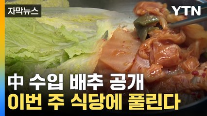 [자막뉴스] '배추 대란' 끝나나...품질 검사 후 중국산 배추 공급 시작 / YTN