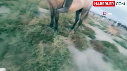 Yılkı Atlarını Görmeye Gelen Aile Saldırıya Uğradı