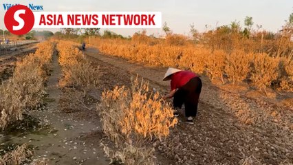 Vietnam News | Sweeping up after Yagi