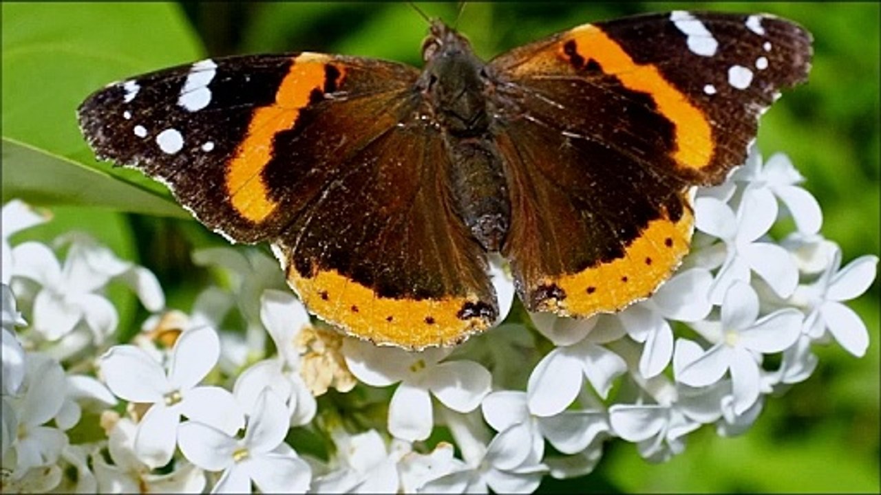 Admiral Butterfly