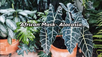 African Mask Plant