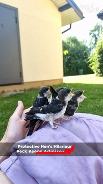 Mother Swallow Feeds Her Chicks in Heartwarming Moment