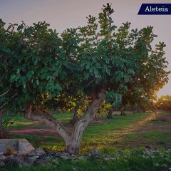 Qu'est-ce que mangeait Jésus ?