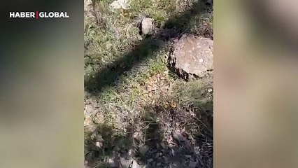Tarantulanın yuvasını görüntülediği anlar izlenme rekoru kırdı