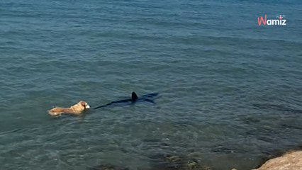 Un requin apparaît dans la mer : les enfants crient en voyant le chien courir dans l'eau