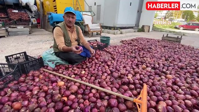 Yozgat'ta Mor Soğan Hasadı Tamamlandı, Fiyatları Arttı