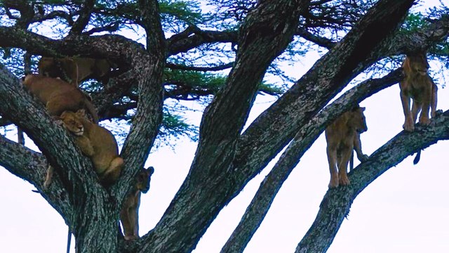 Atemberaubendes Video zeigt acht Löwen, die auf einem Baum lümmeln, während sie nach frischer Beute Ausschau halten