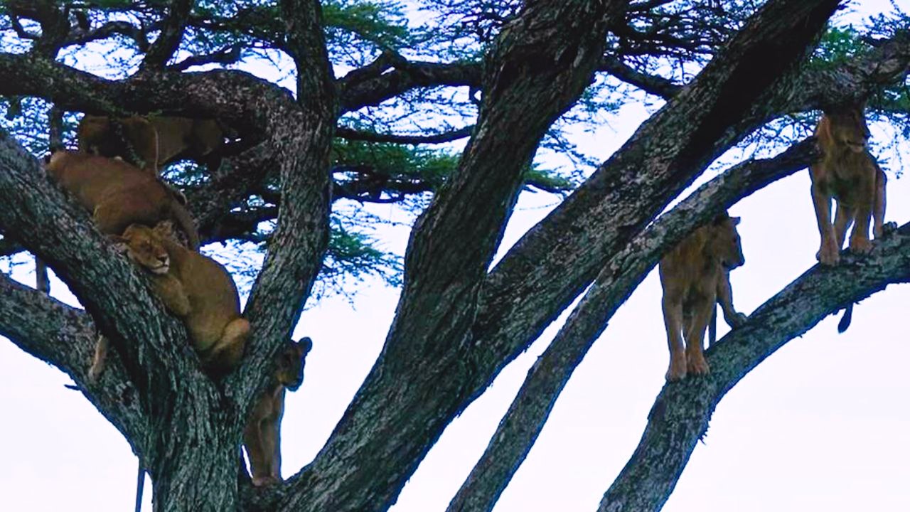 Atemberaubendes Video zeigt acht Löwen, die auf einem Baum lümmeln, während sie nach frischer Beute Ausschau halten