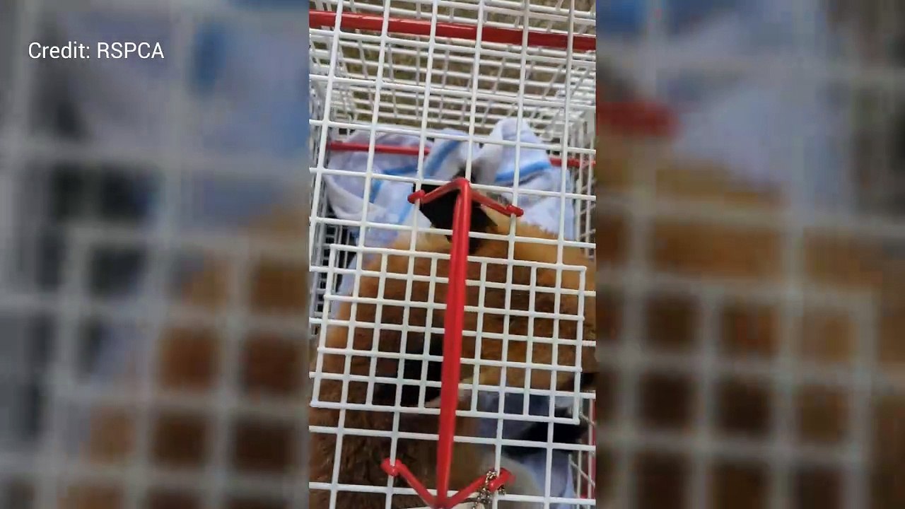 Fox  cubs released after falling into Ramsgate flat