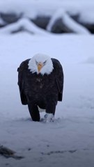 Life is struggling but not dangerous