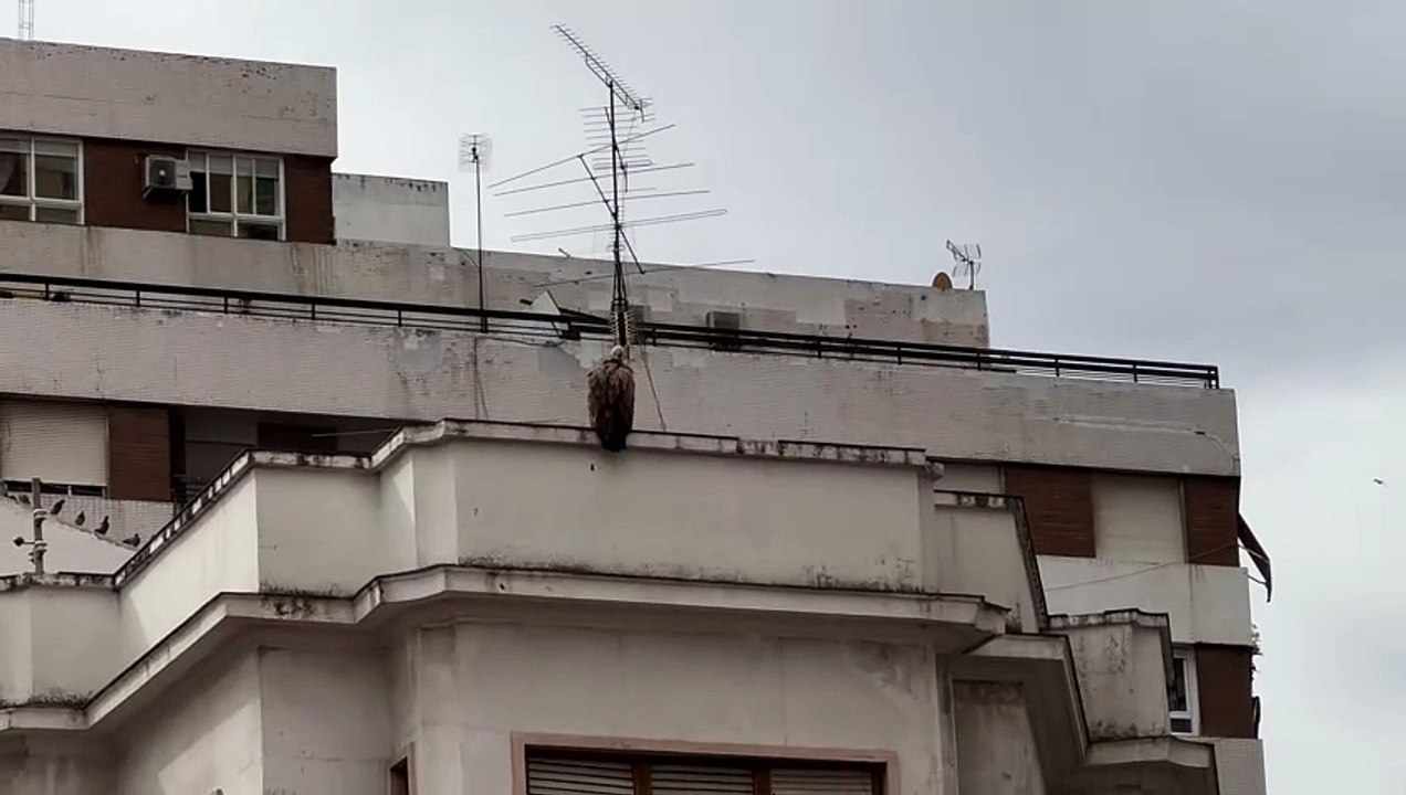 Un buitre en el centro de Talavera