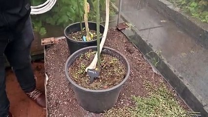 Sandwell man breaks the world record for the heaviest cabbage.