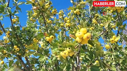 Şifa Kaynağı Alıç Meyvesinin Hasadı Başladı