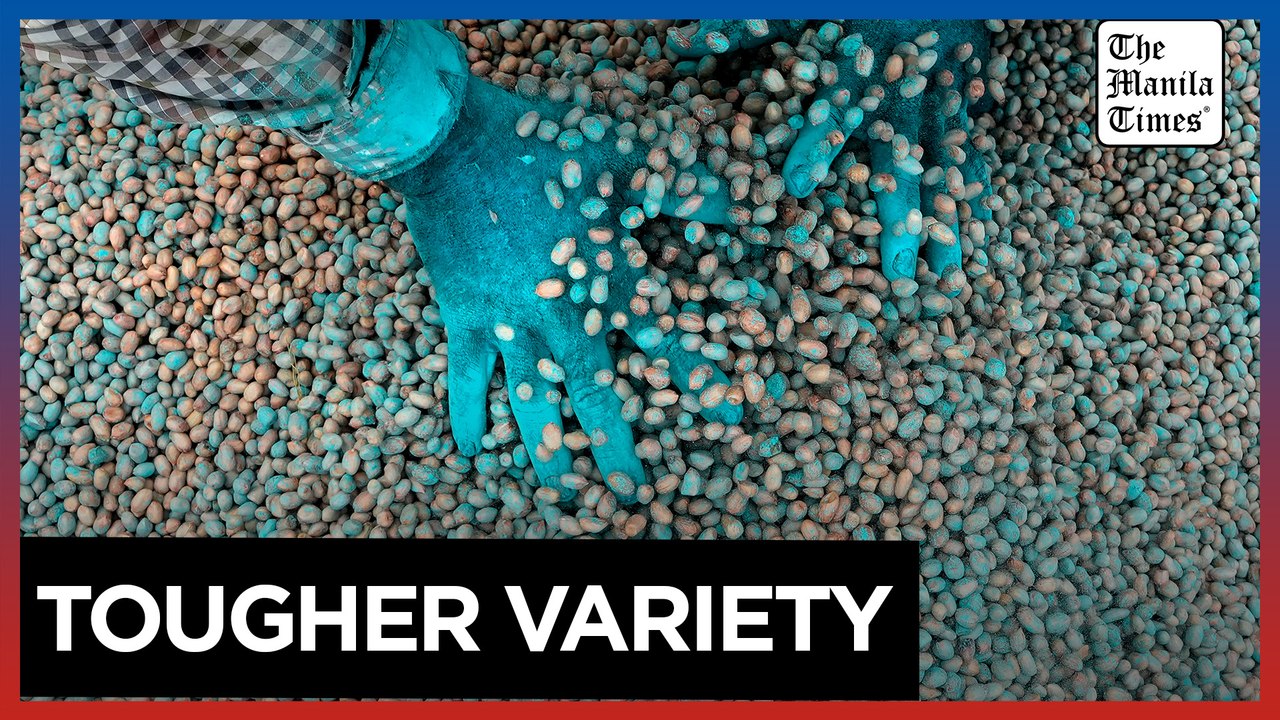 In India, warming climate pressures scientists to keep developing tougher seeds