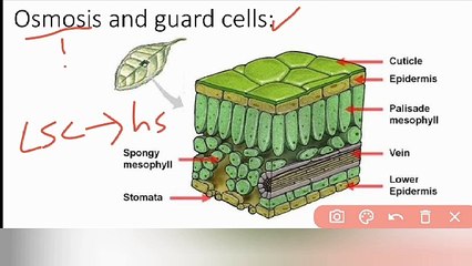 osmosis and guard cells class 9 Biology in Urdu / in Hindi | Lec #23 | cells and tissues | chp # 4
