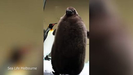 Aquarium holds gender reveal for Pesto the Penguin