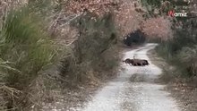 Man laat zijn hond uit: hij kan niet zo snel verwerken wat hij onderweg ziet (video)