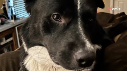 De hond maakt ze midden in de nacht wakker: ze weten het nog niet, maar hij redt een kostbaar leven