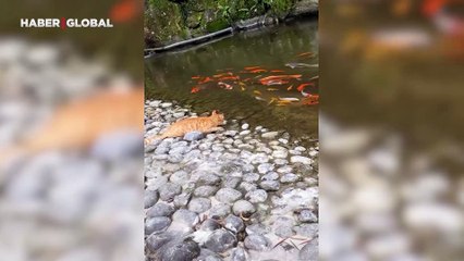 Kedilerden balıklara uygulamalı ders: Sürüden ayrılan balığa ne olur?