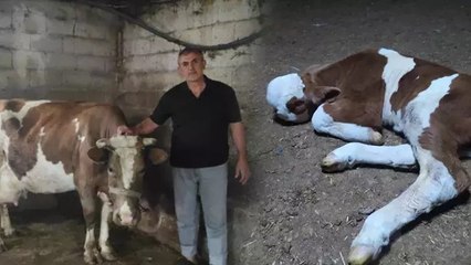 Ahırdan gelen sesleri duydu, gördüğü manzara karşısında hayrete düştü