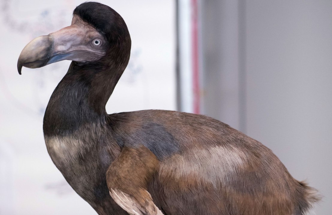 Scientists are attempting to bring the dodo back to life: 'De-extinction'