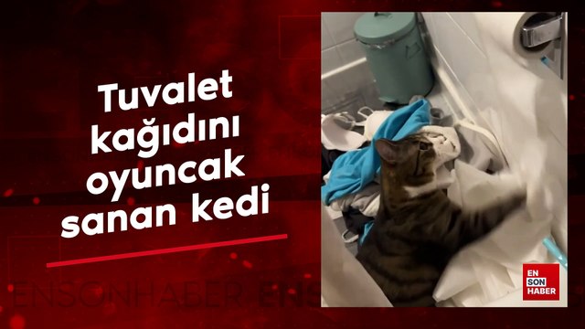 Tuvalet kağıdını oyuncak sanan kedi