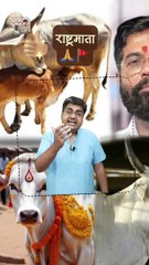 राष्ट्रमाता   #shorts #shortsfeed #desicow #gaumata #AmitKaviKumar