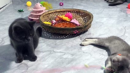 CLASSIC Dog and Cat Videos1 HOURS of FUNNY Clips