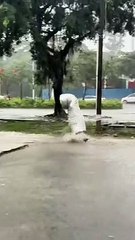 "When Adults Act Like Kids: Laughter Guaranteed"