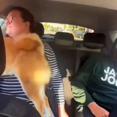 Lazy Pets Doing Funny Things: The Ultimate Chill Mode