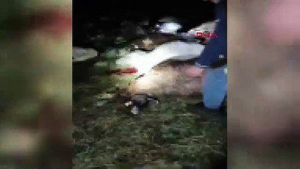 Yıldırım düştü, 30 koyun birden öldü