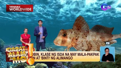 Isang uri ng isda, may ‘pakpak’ at ‘binti’ | Dapat Alam Mo!