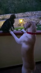 Wildlife Comedy Show: Animals Being Ridiculous"