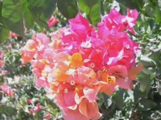 Andalusian Tunisia & Maluf by Sonia Mbarek