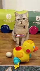 how to believe a cat laid an egg