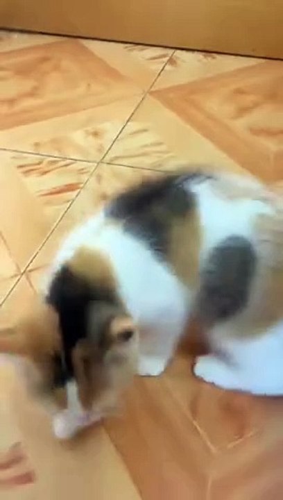 Cat lovers